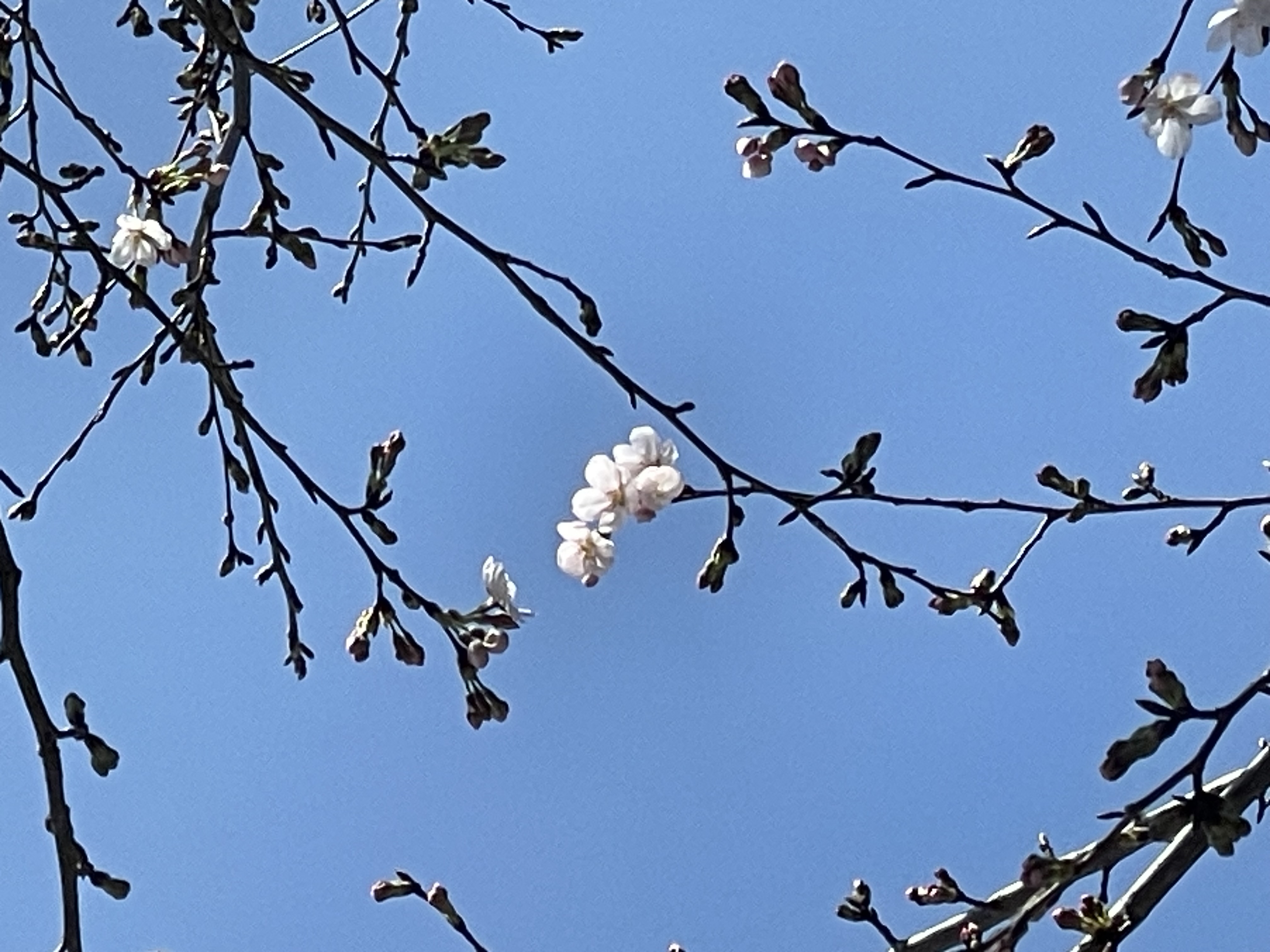 　

　 茂田井 武展
　　 いよいよ
  3月29日（日）まで
　 となりました

　　水道山　桜　🌸
　咲き始めました！



